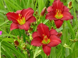 Image result for Hemerocallis Pardon Me