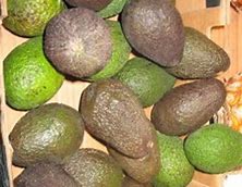 Image result for aguacba