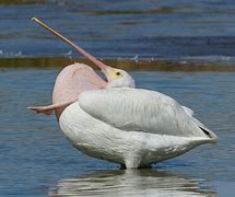 Image result for Pelican Mouth Pouch