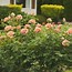 Image result for Anastasia Hybrid Tea Rose