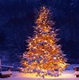 Image result for Christmas Tree Nature Wallpaper