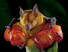 Image result for Pollinator Bats