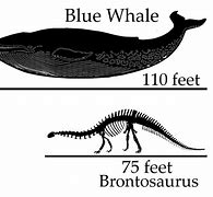 Image result for Blue Whale Size Comparison Chart