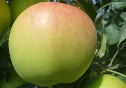 Image result for What Is Ginger Golden Apple Tree