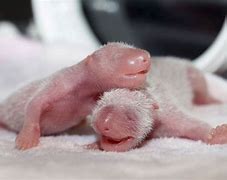 Image result for New Baby Panda Twins