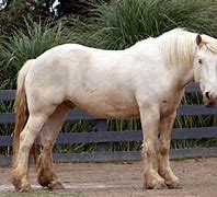 Image result for American Cream Draft Horse