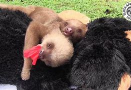 Image result for Baby Sloth Eating
