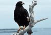 Image result for Eagles the Bird