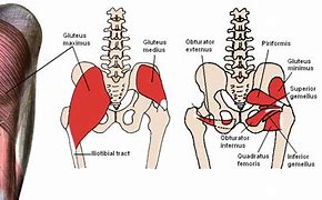 Image result for Muscle Upper Thigh and Groin Pain