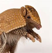 Image result for Armadillo Goofy
