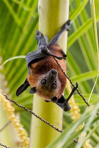 Image result for Fruit Bats Upside Down