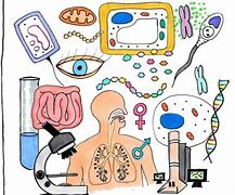Image result for Human Biology Clip Art