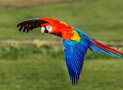 Image result for parrot flying