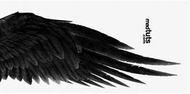 Image result for black wings