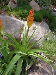 Image result for Kniphofia northiae