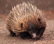 Image result for Who Is Zeta the Echidna
