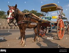 Image result for Horse 676 Tonga