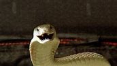 Image result for Kill Bill Snakes Assassin's