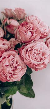 Image result for Roses iPhone 5 Wallpaper