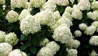 Image result for Hydrangea paniculata Grandiflora