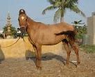 Image result for Marwari Horse