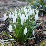 Image result for Galanthus nivalis Anglesey Abbey
