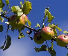 Image result for Red Delicious Apple Tree