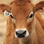 Image result for Animal's Name Cattle