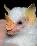 Image result for Honduran Fruit Bat