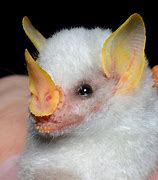 Image result for Honduran Albino Bat