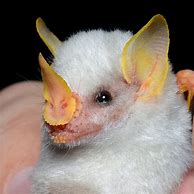 Image result for White Bat