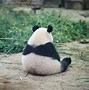 Image result for Very Sad Panda