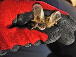 Image result for Long-Eared Bat Species