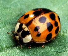 Image result for Bugs Insects