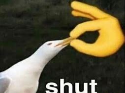 Image result for Shut Bird Meme