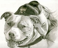 Image result for Cool Drawings of Pitbull Dogs