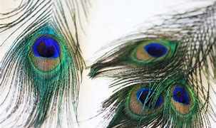 Image result for Peacock Feather Wallpaper for Walls