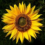 Image result for Sunflowers at Night