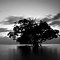 Image result for Black and White Nature Photos iPhone 11