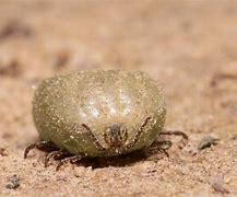 Image result for Bloated Tick