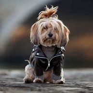 Image result for Puppy and Chic's Photos