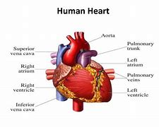 Image result for What Does Your Heart Look Like