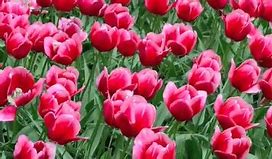 Image result for Tulip Garden Holland