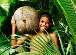 Image result for Largest Seed Pod