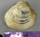 Image result for Ocean Quahog Taxonomic Picture