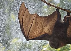 Image result for Los Angeles Zoo Bat