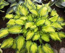 Bildergebnis für Hosta Emerald Ruff Cut