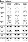 Image result for Dominant and Recessive Eye Color Chart
