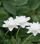 Image result for Anemone nemorosa Vestal 1J