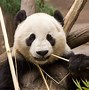 Image result for Panda Dog Facts